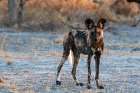 Portrait of an endangered African wild dog Cape hunting dog-or painted wolf-Botswana Art Print